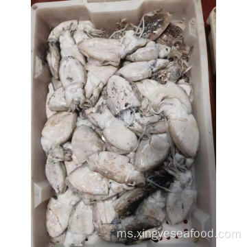 Cuttlefish segar semulajadi pusingan 50-200g